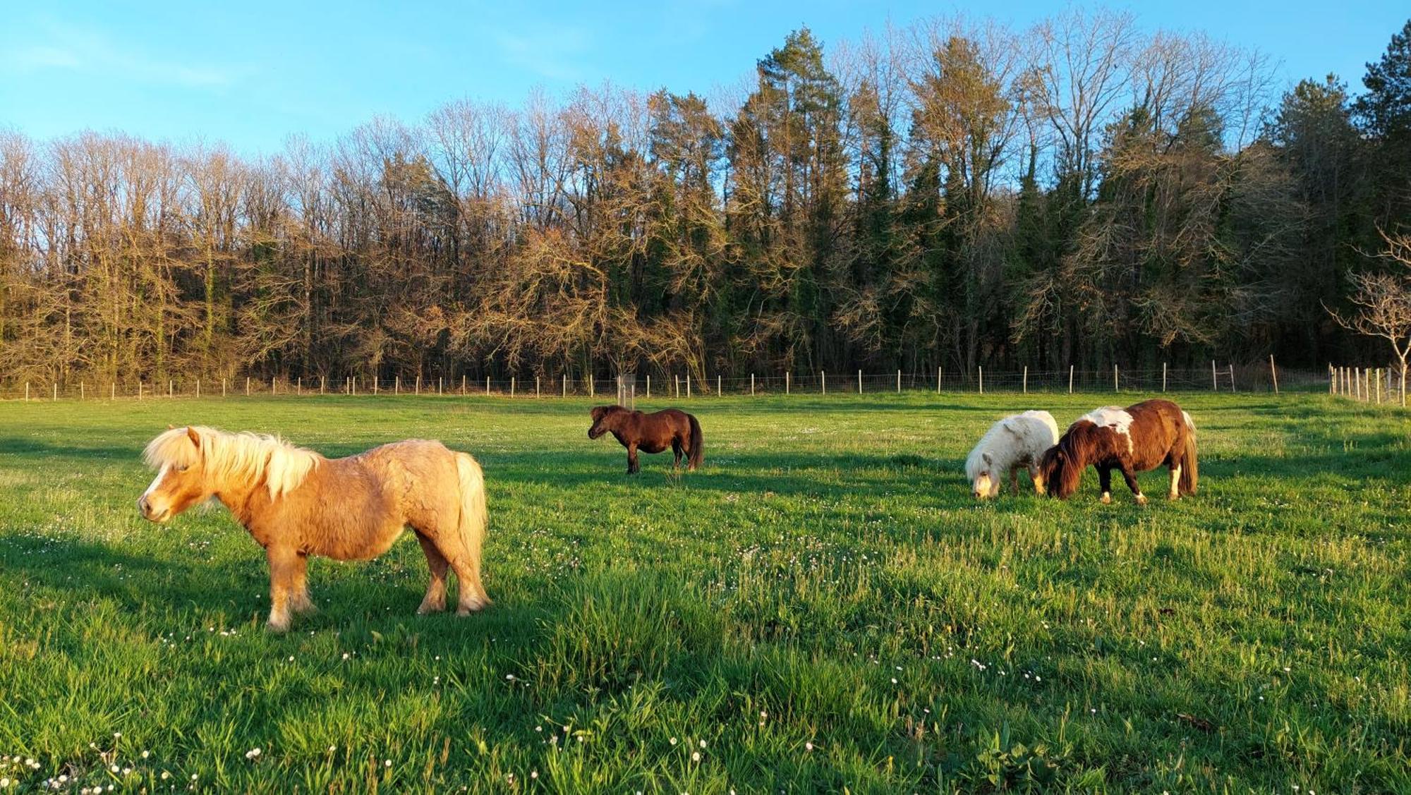 Ferme Des Petites Oreilles 4 Etoiles Montignac-Lascaux Exterior foto